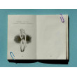 Betulla Danza Glifo Editore